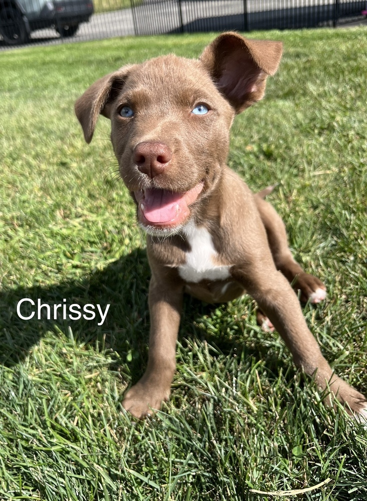 Chrissy