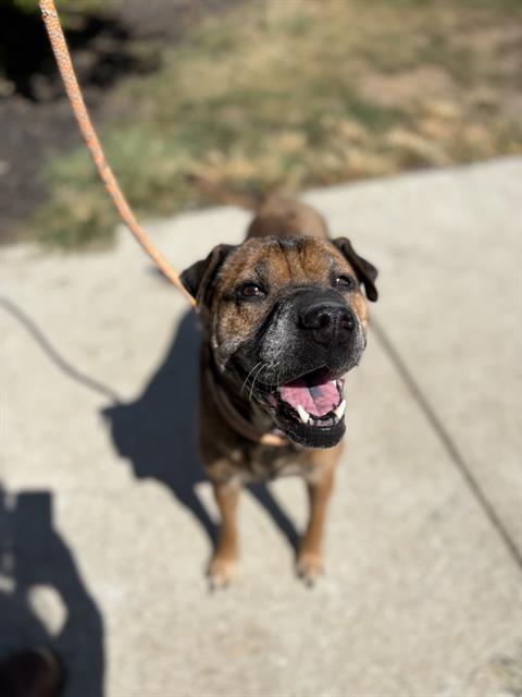 GEMMA