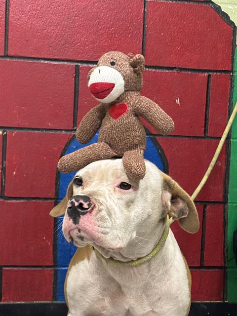 SOCK MONKEY