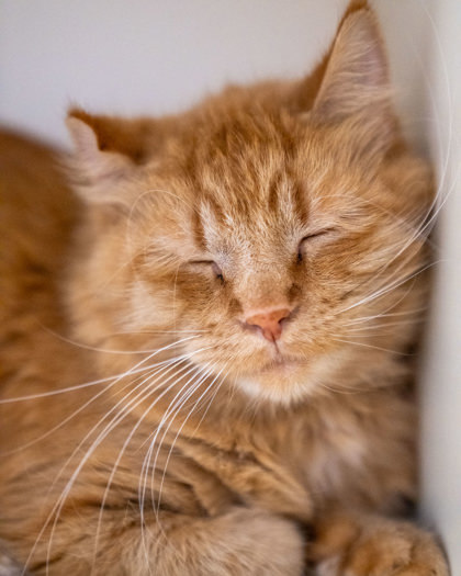 Topaz, an adoptable Domestic Medium Hair, Domestic Short Hair in Pequot Lakes, MN, 56472 | Photo Image 1