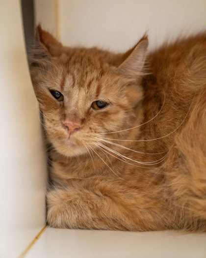 Topaz, an adoptable Domestic Medium Hair, Domestic Short Hair in Pequot Lakes, MN, 56472 | Photo Image 2