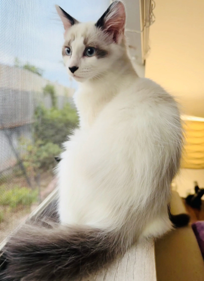 Moon, an adoptable Snowshoe, Domestic Short Hair in Encinitas, CA, 92023 | Photo Image 2