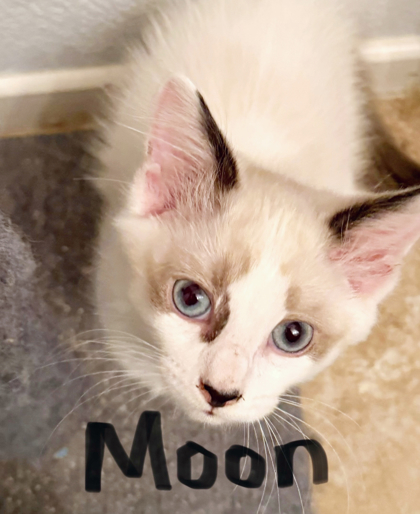 Moon, an adoptable Snowshoe, Domestic Short Hair in Encinitas, CA, 92023 | Photo Image 3