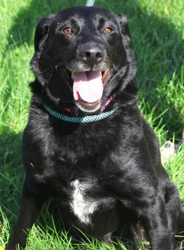 Sophie, an adoptable Labrador Retriever in Thief River Falls, MN, 56701 | Photo Image 1