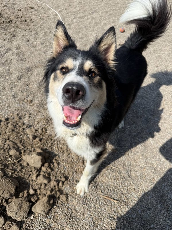 Leo, an adoptable Mixed Breed in Great Falls, MT, 59405 | Photo Image 1