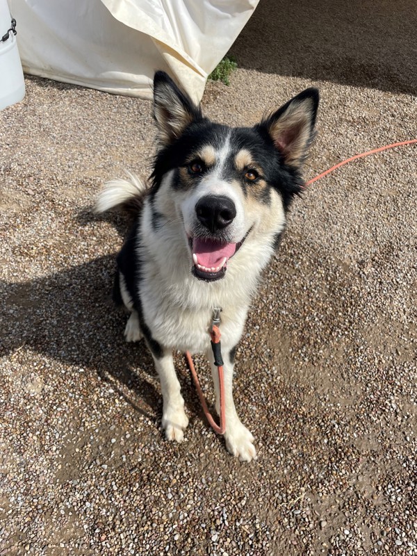 Leo, an adoptable Mixed Breed in Great Falls, MT, 59405 | Photo Image 4