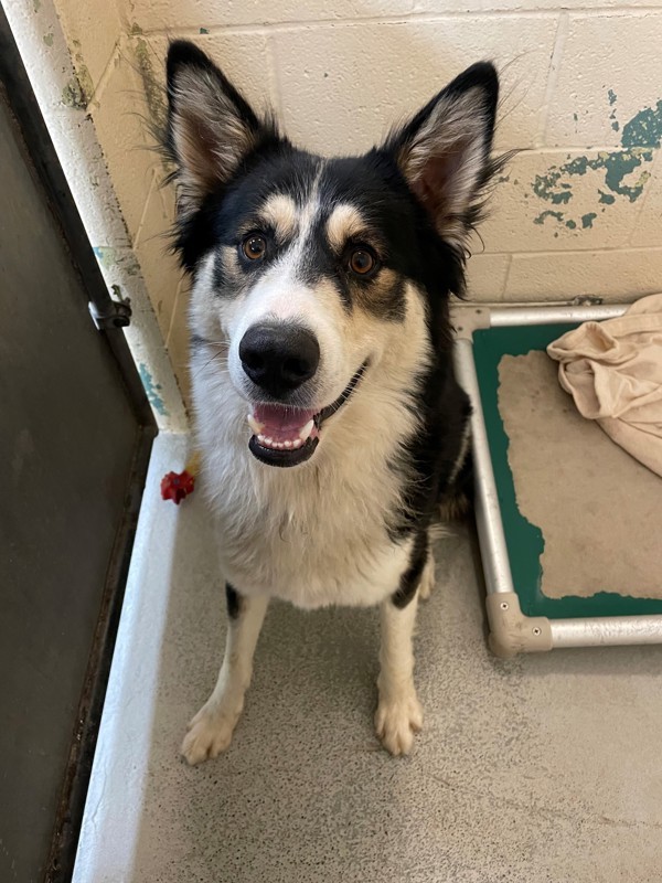 Leo, an adoptable Mixed Breed in Great Falls, MT, 59405 | Photo Image 5
