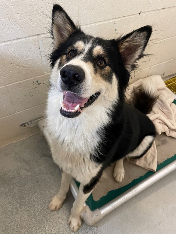 Leo, an adoptable Mixed Breed in Great Falls, MT, 59405 | Photo Image 6
