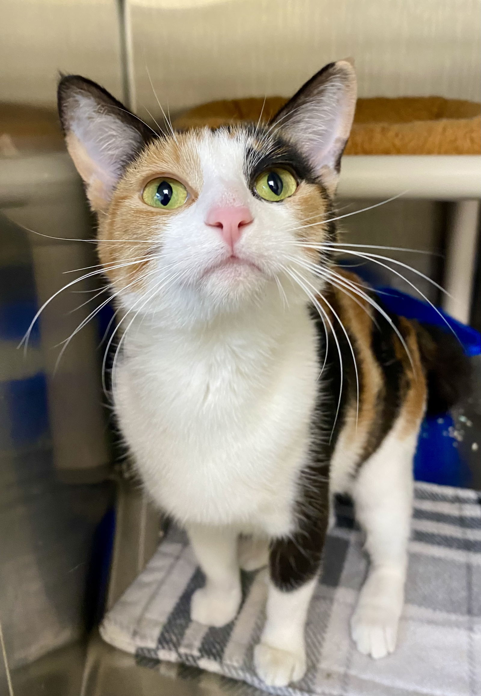Kaycee, an adoptable Domestic Short Hair, Calico in Fargo, ND, 58103 | Photo Image 1