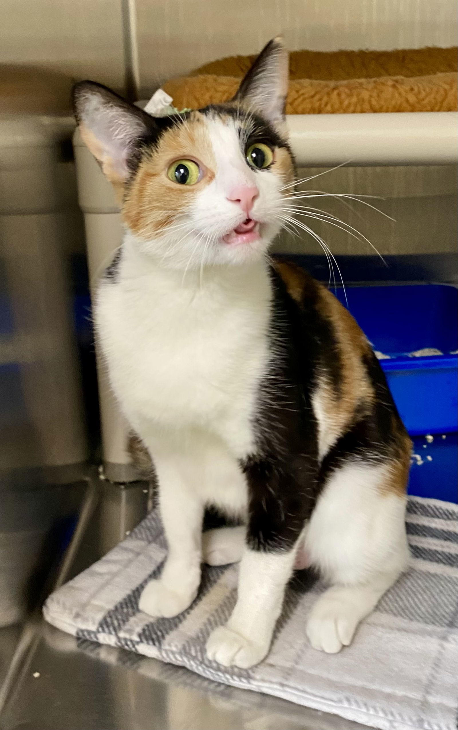Kaycee, an adoptable Domestic Short Hair, Calico in Fargo, ND, 58103 | Photo Image 2