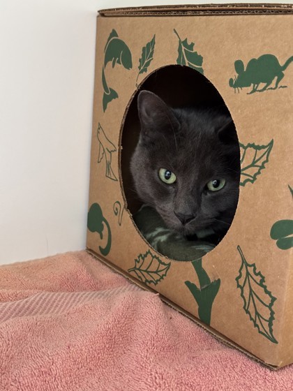 Smores, an adoptable Domestic Short Hair in Harbor Springs, MI, 49740 | Photo Image 2