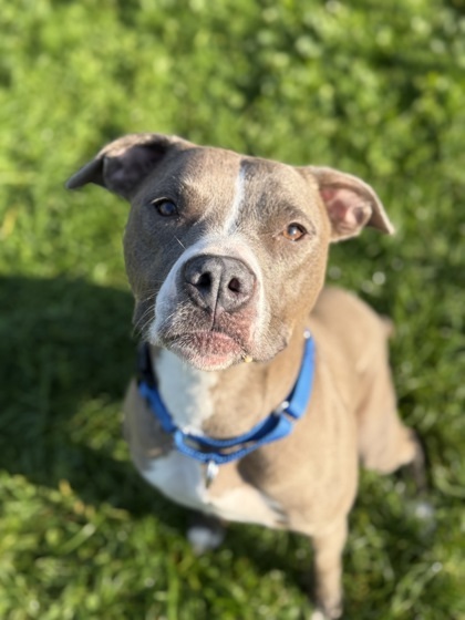 Sapphire, an adoptable Pit Bull Terrier, Mixed Breed in Harbor Springs, MI, 49740 | Photo Image 1