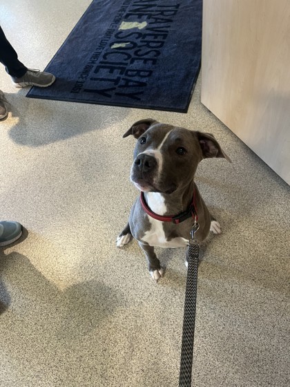 Sapphire, an adoptable Pit Bull Terrier, Mixed Breed in Harbor Springs, MI, 49740 | Photo Image 2