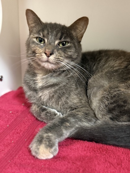 Waffles, an adoptable Domestic Short Hair in Harbor Springs, MI, 49740 | Photo Image 1