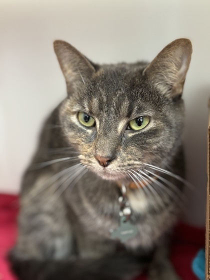 Waffles, an adoptable Domestic Short Hair in Harbor Springs, MI, 49740 | Photo Image 2