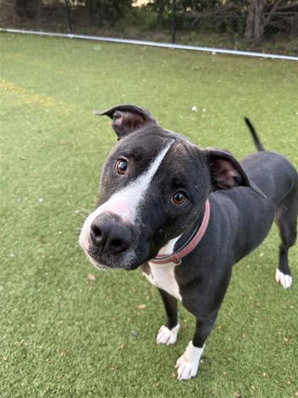 Bella, an adoptable Pit Bull Terrier, Mixed Breed in Hutchinson, KS, 67504 | Photo Image 1