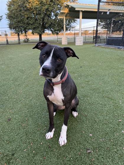 Bella, an adoptable Pit Bull Terrier, Mixed Breed in Hutchinson, KS, 67504 | Photo Image 2
