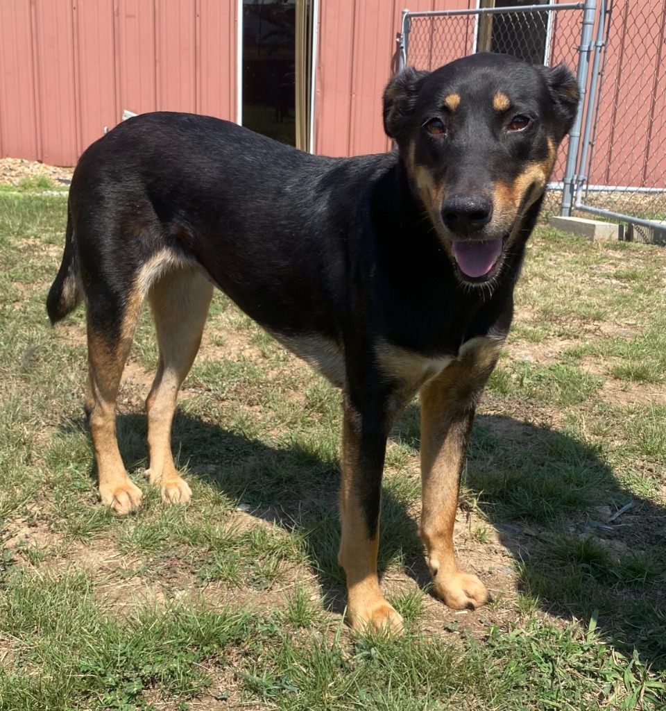 Lyra, an adoptable Catahoula Leopard Dog, Beauceron in Bryant, AR, 72022 | Photo Image 1