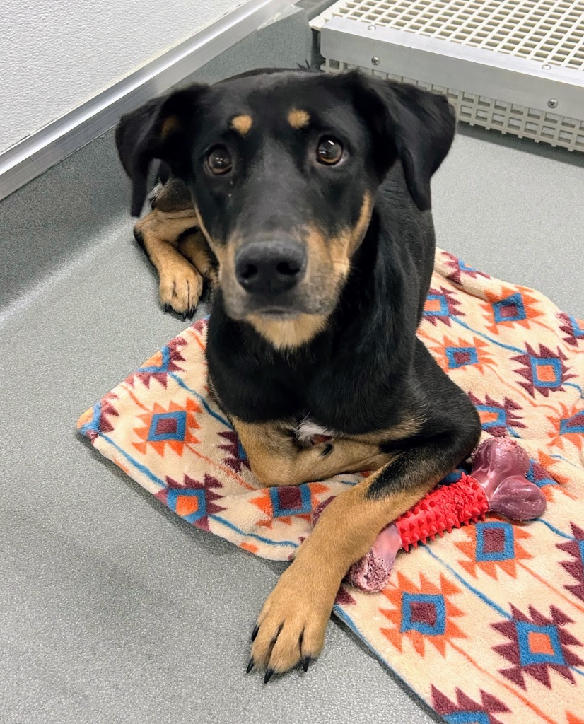 Lyra, an adoptable Catahoula Leopard Dog, Beauceron in Bryant, AR, 72022 | Photo Image 2