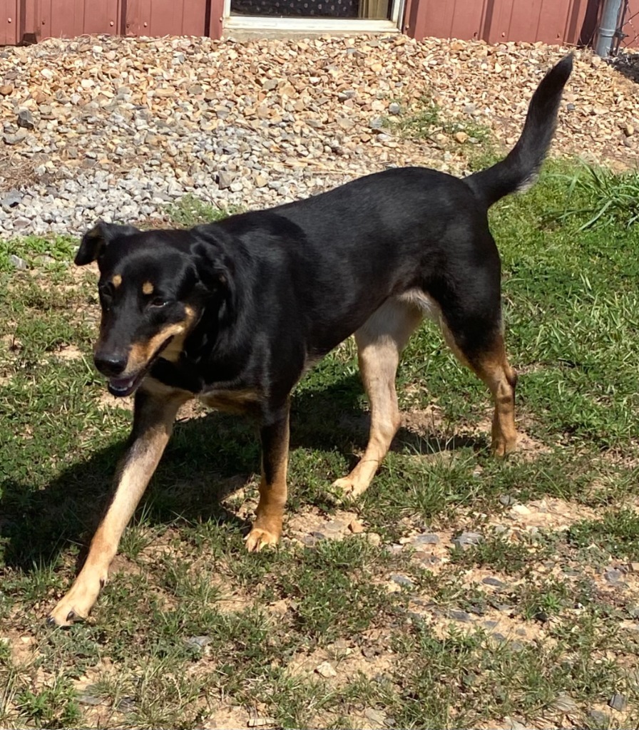 Lyra, an adoptable Catahoula Leopard Dog, Beauceron in Bryant, AR, 72022 | Photo Image 3