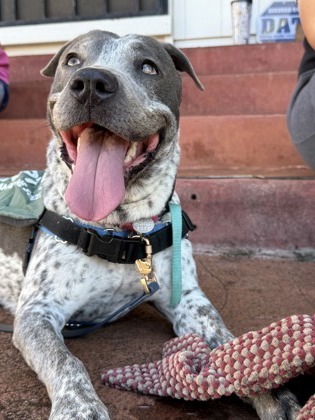 Gemma, an adoptable Pit Bull Terrier, Mixed Breed in Honolulu, HI, 96826 | Photo Image 1