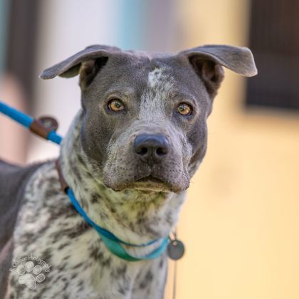 Gemma, an adoptable Pit Bull Terrier, Mixed Breed in Honolulu, HI, 96826 | Photo Image 2
