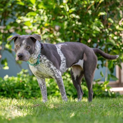 Gemma, an adoptable Pit Bull Terrier, Mixed Breed in Honolulu, HI, 96826 | Photo Image 3