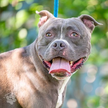 Biggie, an adoptable American Staffordshire Terrier, Mixed Breed in Honolulu, HI, 96826 | Photo Image 1