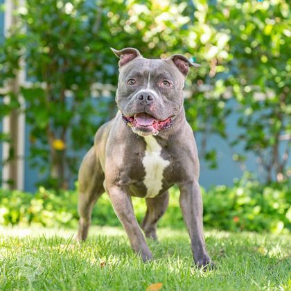 Biggie, an adoptable American Staffordshire Terrier, Mixed Breed in Honolulu, HI, 96826 | Photo Image 2