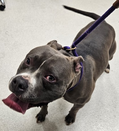 Biggie, an adoptable American Staffordshire Terrier, Mixed Breed in Honolulu, HI, 96826 | Photo Image 3