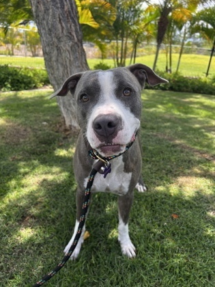 Zoey, an adoptable Pit Bull Terrier, Mixed Breed in Honolulu, HI, 96826 | Photo Image 1