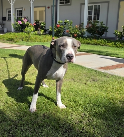 Zoey, an adoptable Pit Bull Terrier, Mixed Breed in Honolulu, HI, 96826 | Photo Image 2