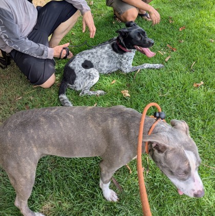 Zoey, an adoptable Pit Bull Terrier, Mixed Breed in Honolulu, HI, 96826 | Photo Image 3