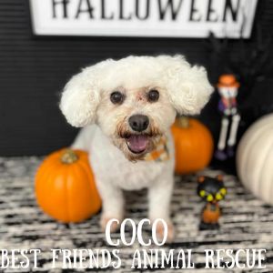 Coco