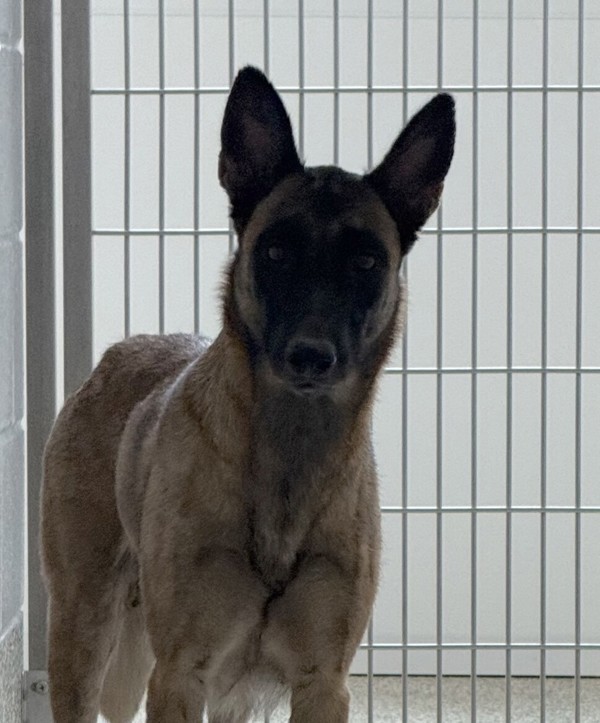 Kira
