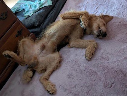 Archie