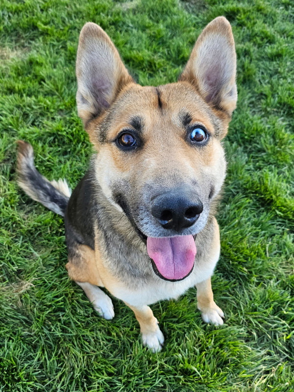 Luca, an adoptable Mixed Breed in Spokane Valley, WA, 99212 | Photo Image 1