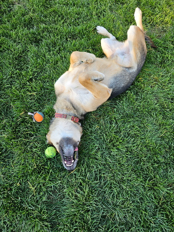 Luca, an adoptable Mixed Breed in Spokane Valley, WA, 99212 | Photo Image 2