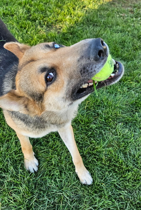 Luca, an adoptable Mixed Breed in Spokane Valley, WA, 99212 | Photo Image 3