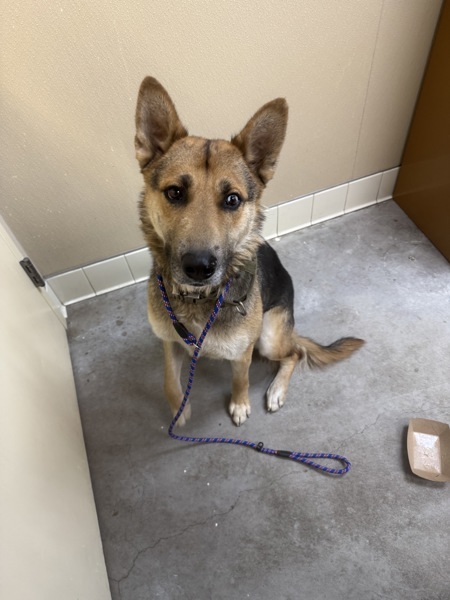 Luca, an adoptable Mixed Breed in Spokane Valley, WA, 99212 | Photo Image 4