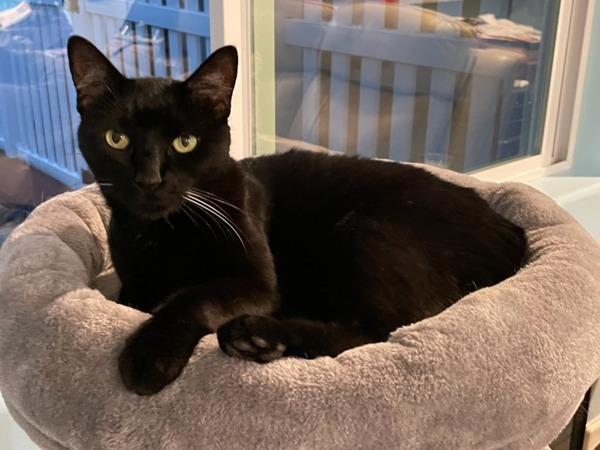 Cora