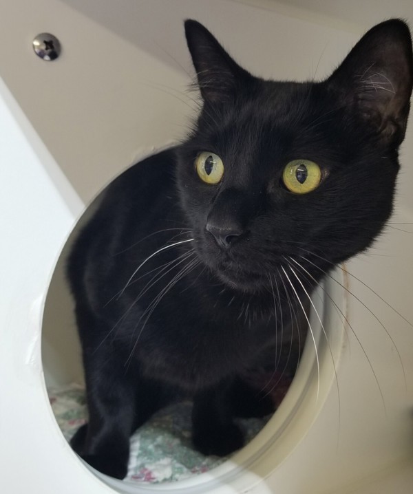 Cora