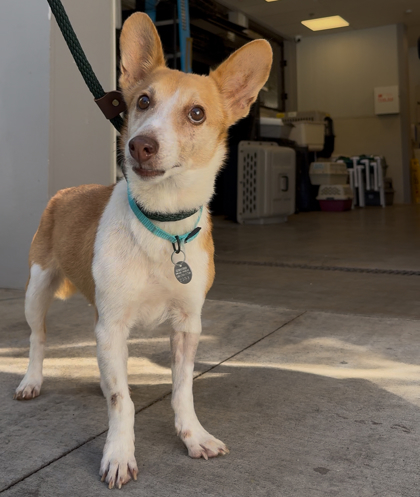 Bella, an adoptable Collie, Basenji in Honolulu, HI, 96826 | Photo Image 1