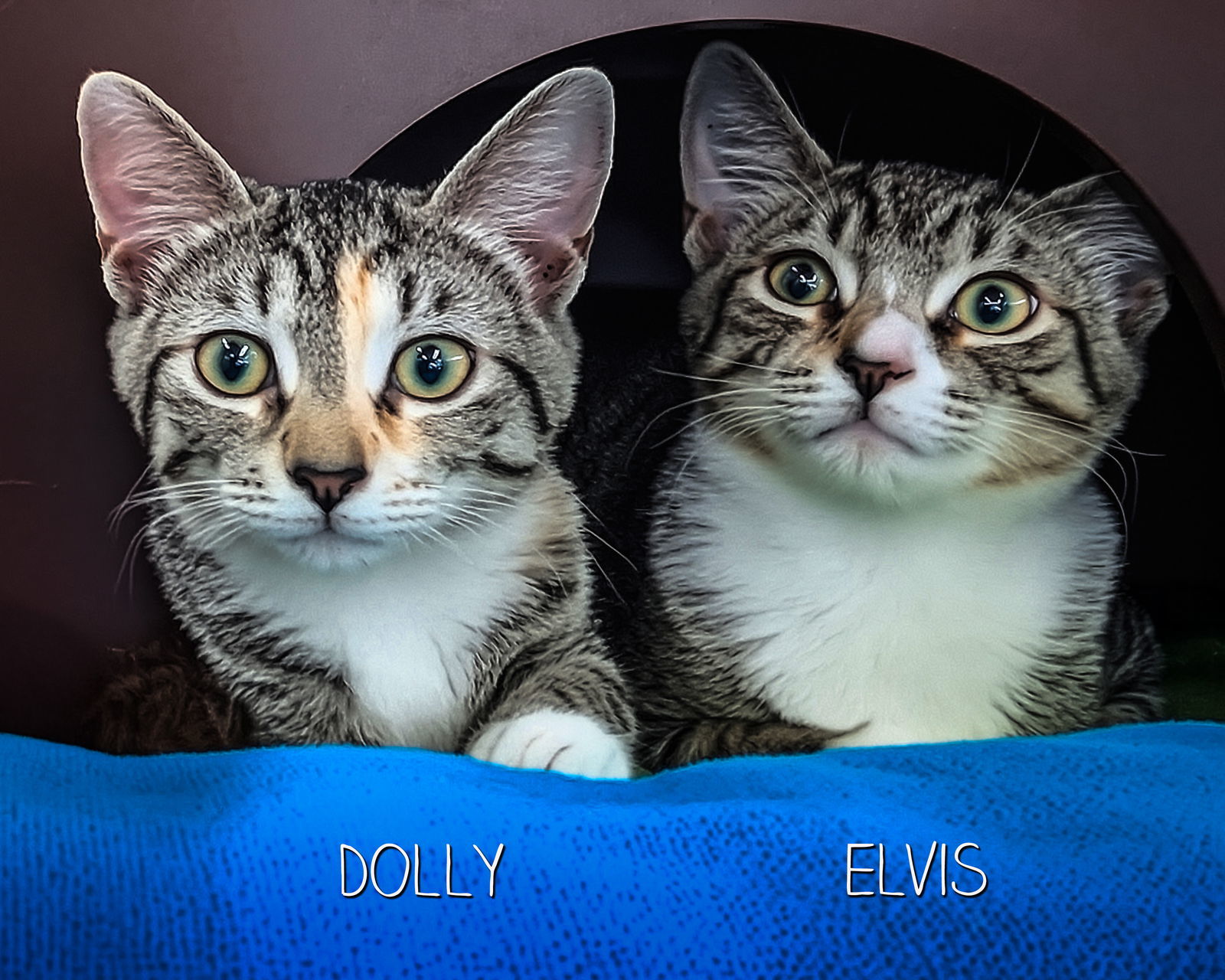 Dolly