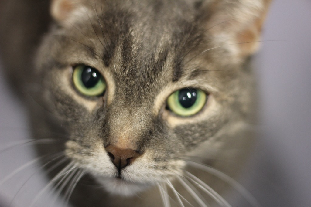 Bella (front declawed)