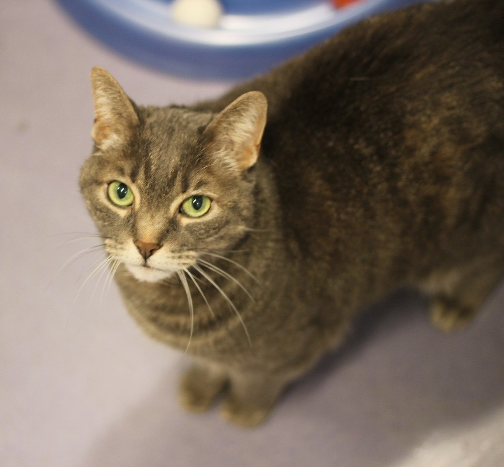 Bella (front declawed)