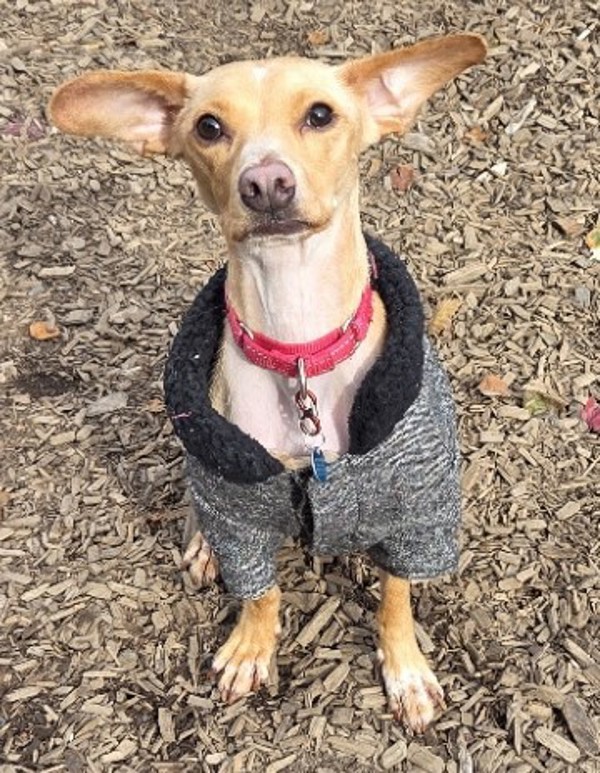 Pippin, an adoptable Chihuahua, Dachshund in Salem, OR, 97301 | Photo Image 1