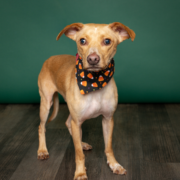 Pippin, an adoptable Chihuahua, Dachshund in Salem, OR, 97301 | Photo Image 2