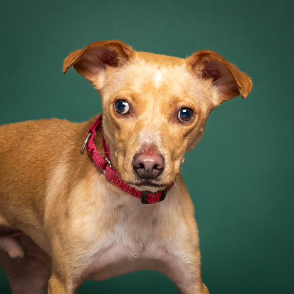 Pippin, an adoptable Chihuahua, Dachshund in Salem, OR, 97301 | Photo Image 3
