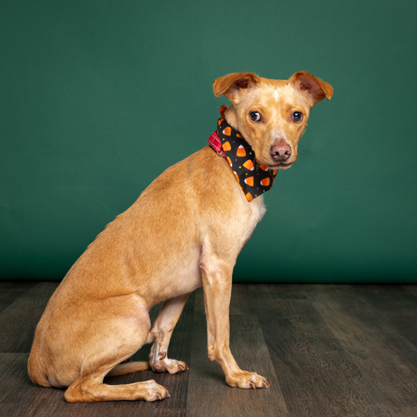Pippin, an adoptable Chihuahua, Dachshund in Salem, OR, 97301 | Photo Image 4